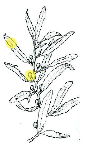 sargassum.fluitans.highlight