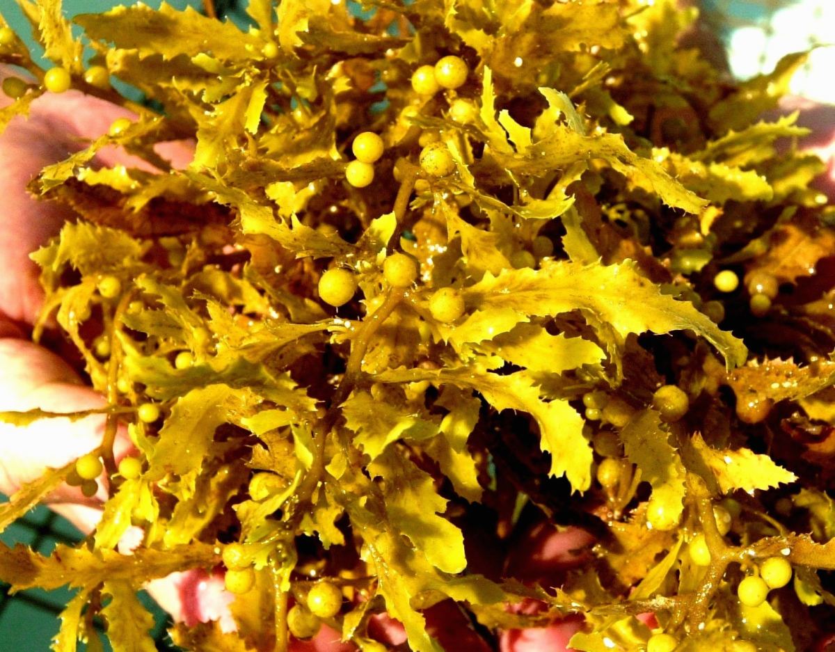 sargassum.fluitans.photo.large