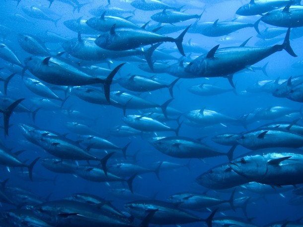 50539_bluefin-tuna-swimming_2celqsmn7wjoruiarckfuqxvt7ncurxrbvj6lwuht2ya6mzmafma_610x457