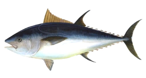atlantic-bluefin-tuna