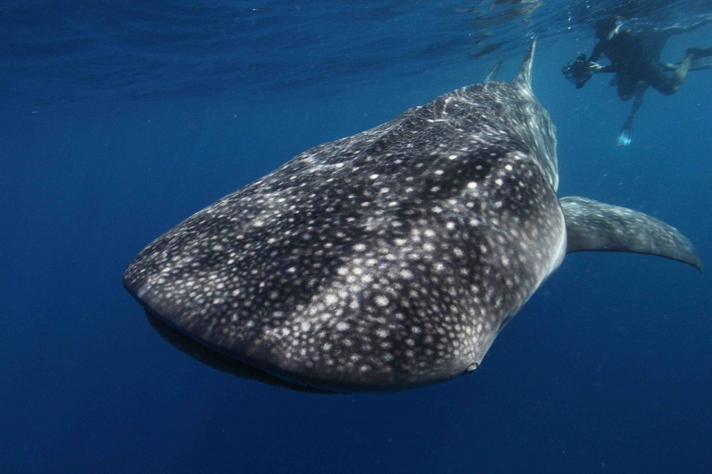 whale_shark_witting_4_reduced