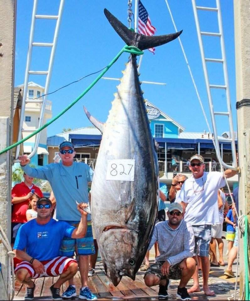 A Year Later, an 827 lb. Bluefin Tuna Caught in Florida is Touted