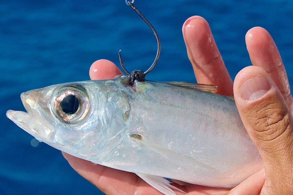 Big Catch Fishing Tackle - Eagle Claw Circle Sea Billfish Hook