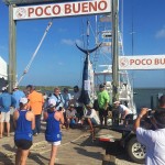 1st Place Overall Largest Blue Marlin Captain Dee Wallace (Hasta Luego)