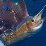 Great offshore action for ROFFS™ Client Rick Heard (Bite Me), offshore Port Aransas last week.