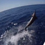 Congratulations to ROFFS™ Clients Daniel Hebert & Joseph Hebert (Geaux Deep)!
"Thanks for the report as it was spot on! It guided Team Geaux Deep to take first place Billfish Release on the Emerald Coast Billfish Classic releasing 2 blues and 3 whites on the tail end of the Tropical storm Cyndi!"