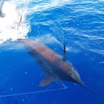 Congratulations to ROFFS™ Clients Daniel Hebert & Joseph Hebert (Geaux Deep)!
"Thanks for the report as it was spot on! It guided Team Geaux Deep to take first place Billfish Release on the Emerald Coast Billfish Classic releasing 2 blues and 3 whites on the tail end of the Tropical storm Cyndi!"