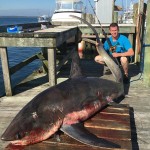 From Captain John Raguso (ROFFS™ client): "Had one of the best "away" shark charters ever aboard Capt. Joe LaFace's Hampton Bays charter boat Jo-Deene at the 21st Annual Wally & Doug Oakland's Memorial Shark Tournament on June 27th out of Shinnecock Inlet. Joining us was his son Capt. Jo-Jo, one of NYPD's finest.
We headed out to some clean 65-degree water SW of Montauk that seemed like the place to go, courtesy of sea surface sat charts from ROFFS™. Had a 125-mako as soon as we dropped in and released it after a short fight, looking for bigger game. A thresher came calling about 10-minutes later and gobbled up a fresh bunker bait on a mighty-mite Penn 16VSX outfit spooled with 600-yards of hi-vis yellow 65-lb TUF-Line superbraid.
The fight was on and after about 1.5-hours of pulling 22-lbs of strike drag, the sweet little 16 put another big shark notch in her reel seat with Jo-Jo slugging it out and besting the big whiptail. We were able to drag her tail first into the Grady Canyon 271's cockpit via the wave gate and headed home early, getting back to Oakland's at 11am.
This 341-lb Thresher was the tournament's biggest fish and took home first prize and a bunch of the calcutta. Capt. Joe and Capt. Jo-Jo are great folks and their Grady is totally tricked out for their inshore charters specialty...and obviously offshore charters now too! Thanks for the invitation guys, it was a pleasure to introduce you both to the joys of the lite-tackle, big game, sport fishing experience."