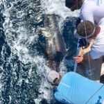 We went one for two on blue marlin Saturday. Not bad for our first trip of the year. Thanks again for your help!