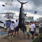 ROFFS™ Clients BUILDER’S CHOICE, a 64’ Jarrett Bay, just weighed a 911 LBS. blue marlin on Day 1 of the Pirate's Cove Billfish Tournament.