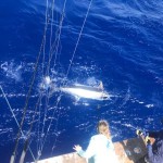 ROFFS™ Client Captain Glenn Cameron (Floridian). Catch & Release and muttons trolling ballyhoo in Abaco.