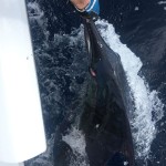 ROFFS™ Client Captain Don Jolley (Jolley Roger), multiple catch and release in the Bahamas.