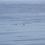 ROFFS™ Client Daniel Brown (Legacy) Offshore Saint Augustine.
“We may have only caught 6 dolphin, but we also saw a free jumping marlin, two sailfish cruising the surface, and a 300 pound swordfish basking in the sunlight. Your report certainly helped us find the fish.”