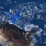Nice Release for ROFFS™ Client Dr. Rick Heard and his brother-in-law Bruce Wickliffe on Bite Me out of Port Aransas TX.