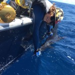 ROFFS™ Client Jeremy Bendler and his son Jake Bendler (Schedule Sea) had a great day offshore Hatteras with a sailfish release and 40 lb. Wahoo.