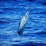 ROFFS™ Client Captain Gary Wyatt (Sola Fide) great photos from the South Carolina Governor’s Cup Billfishing Series.