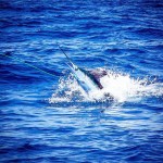ROFFS™ Client Captain Gary Wyatt (Sola Fide) great photos from the South Carolina Governor’s Cup Billfishing Series.
