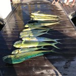 Nice Catch! ROFFS™ Client Captain Kevin Humphries (Something Catchy) fishing first week of May 2018 out of Charleston SC.
