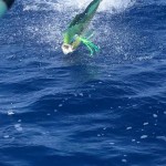 ROFFS™ Client Walter Warren (Margaritaville) with Wess Merten of The Dolphinfish Research Program, offshore Winyah Bay, SC.
"Wess needed to tag a 40-45” bull dolphin that were hooked in lower lip with special satellite tag - 2nd line in water yesterday he bit - Turned out we got 44! Crazy luck! Only second one out there in world with that tag type. Great day for research”
Photos courtesy of Walter Warren.