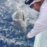 ROFFS™ client Ven Poole (Waste Knot) releasing a blue marlin during the Big Rock Blue Marlin tournament, Morehead City, NC
